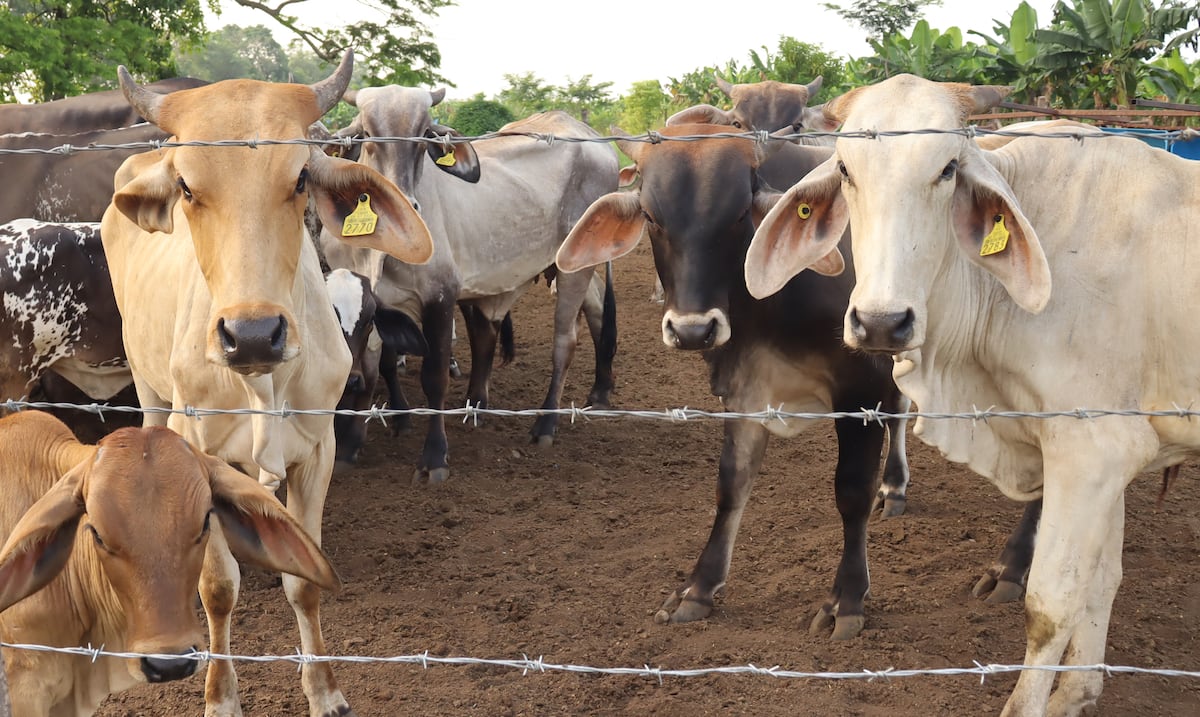 Departamento de Agricultura toma medidas tras reaparición del gusano barrenador en Estados Unidos: esto es lo que hará