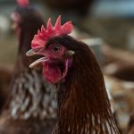 ¿To-Ricos se va de Puerto Rico? Agricultura rechaza rumores