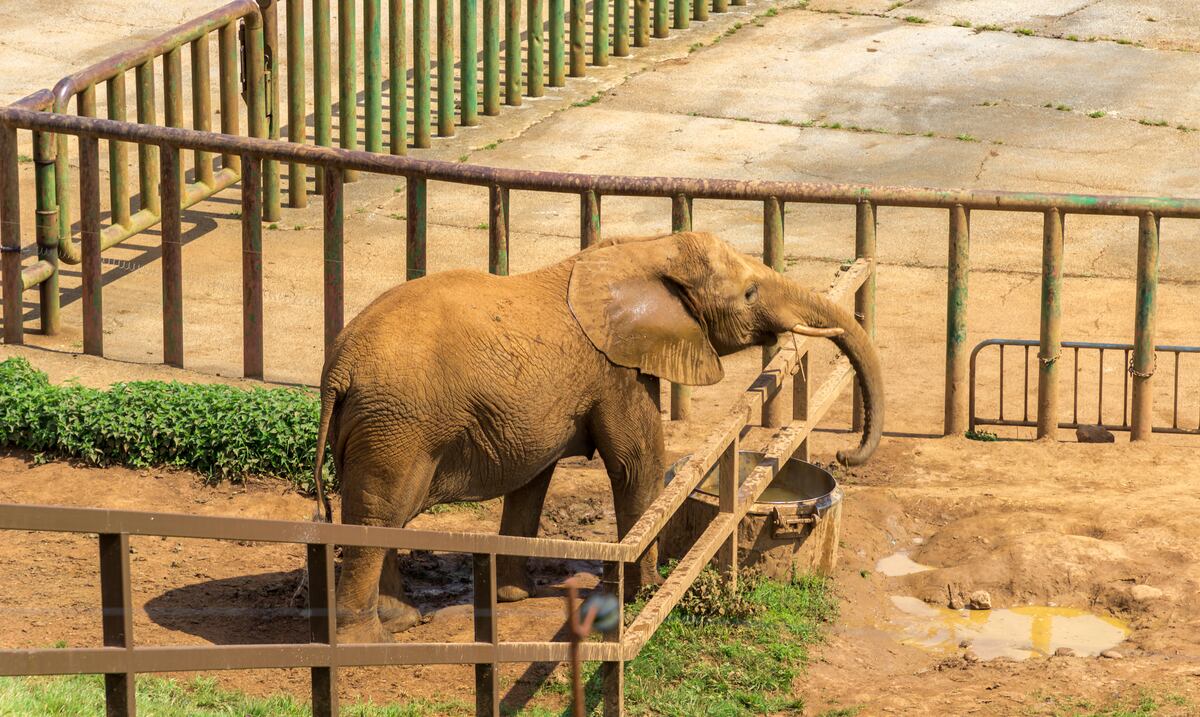 En Suiza: sacrifican a elefante recién nacido incapaz de ponerse en pie