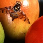 Departamento de Agricultura activa protocolo tras detectar dos ejemplares de la mosca del Mediterráneo en San Juan