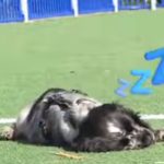 La emoción vence a Gösta: el cachorro con narcolepsia que se duerme de repente