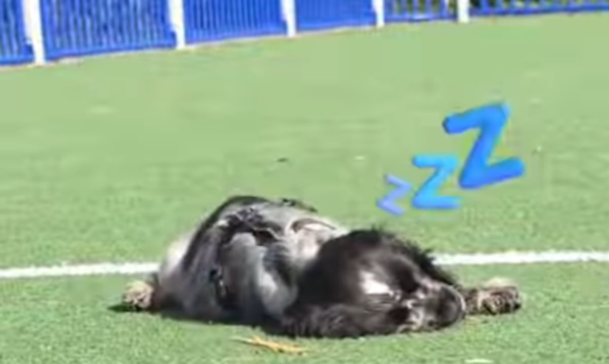 La emoción vence a Gösta: el cachorro con narcolepsia que se duerme de repente
