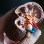 La proteína que produce tu cuerpo y qué puedes hacer para ayudarla a alargarte la vida