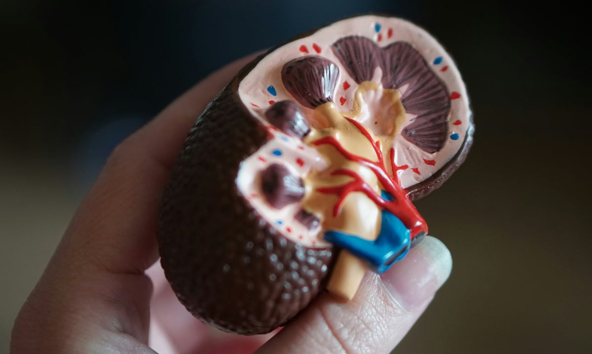 La proteína que produce tu cuerpo y qué puedes hacer para ayudarla a alargarte la vida