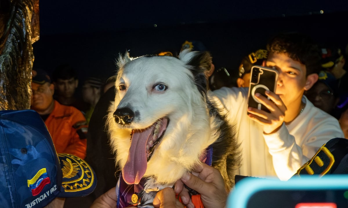 Tsunami, el perro héroe que ayudó a salvar 40 vidas tras el terremoto en Venezuela y ahora tiene una estatua
