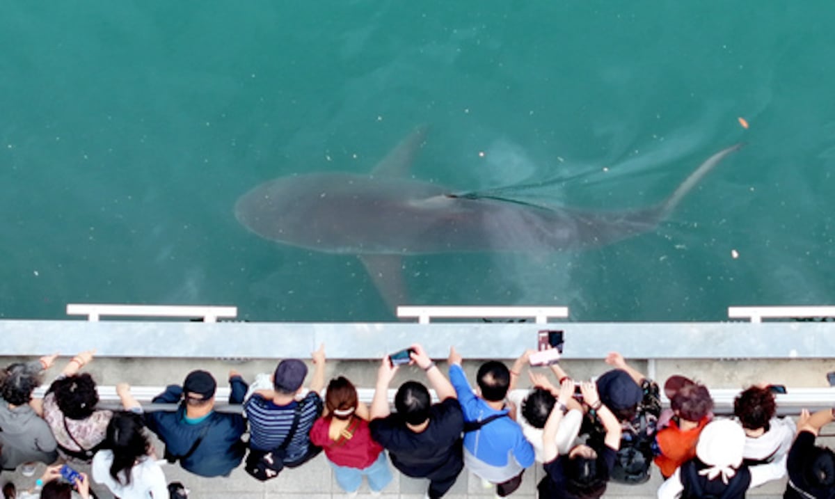 Sorpresa en Corea del Sur: un enorme tiburón gris queda atrapado en un canal