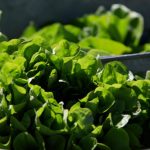 Más cara la lechuga en Estados Unidos: atribuyen precios al calor y al brote de ciclosporiasis
