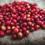 Opinión | Café boricua: entre prestigio mundial y un mercado que lo traiciona