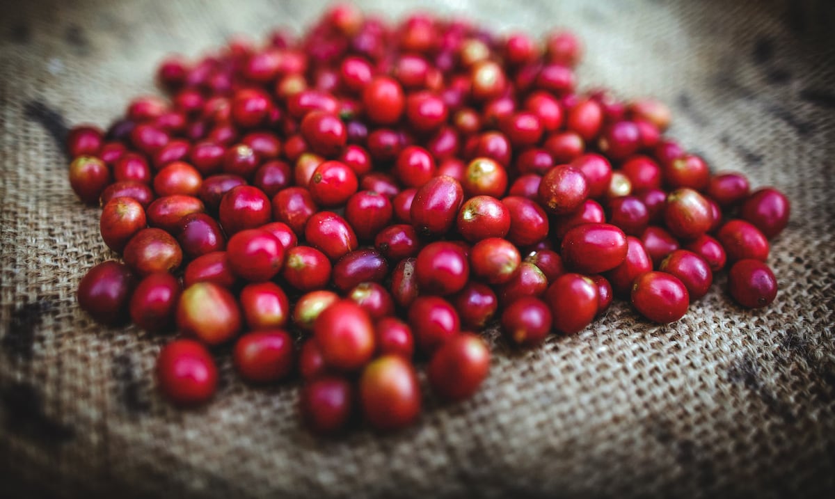 Opinión | Café boricua: entre prestigio mundial y un mercado que lo traiciona