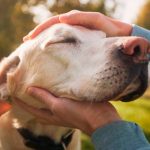Encuentro gratuito para personas que enfrentan la pérdida de sus mascotas
