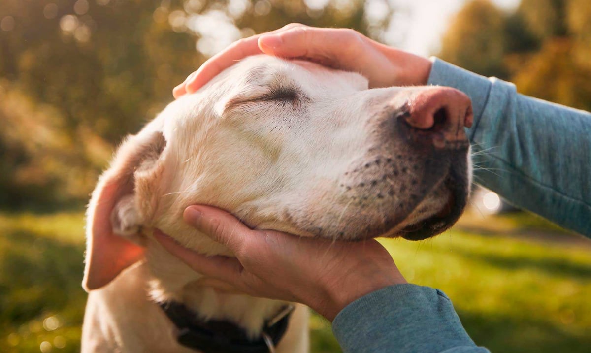Encuentro gratuito para personas que enfrentan la pérdida de sus mascotas