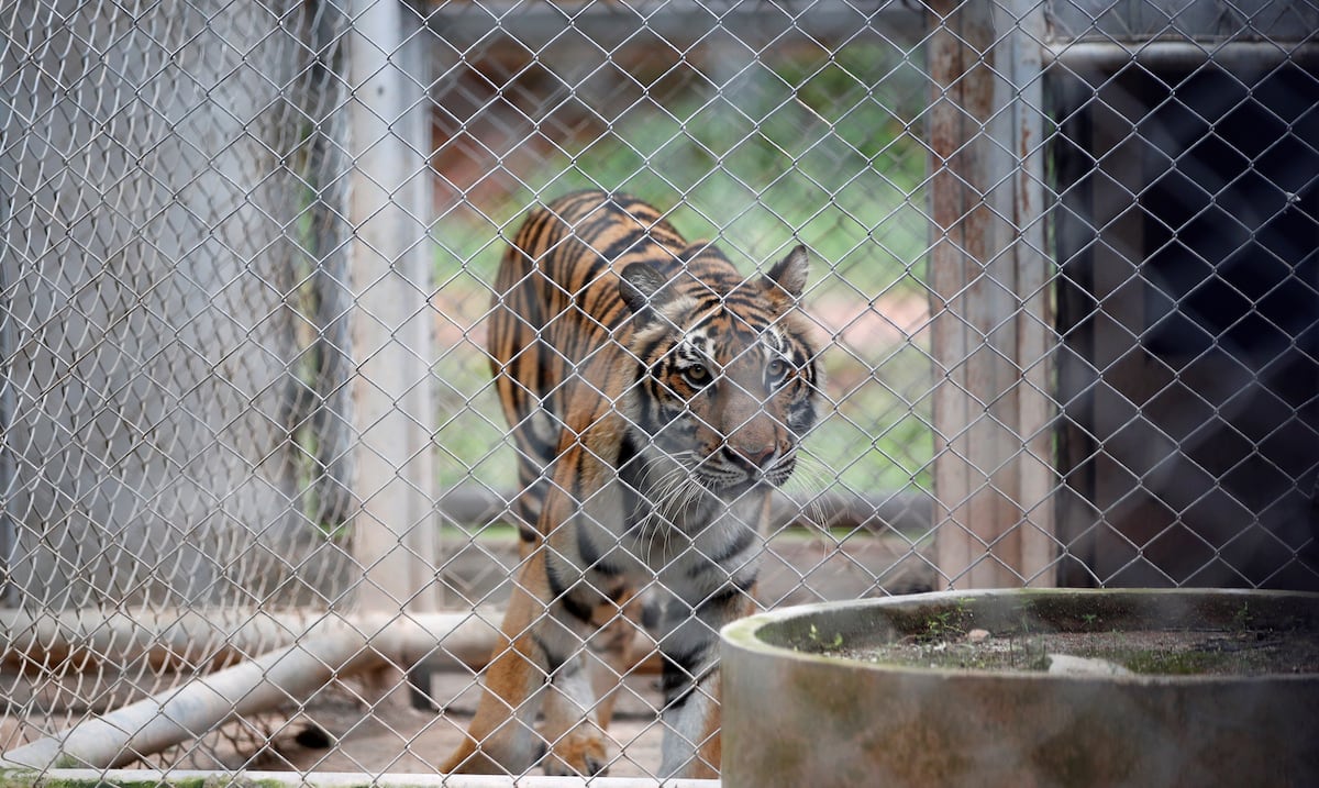 Muere un hombre tras entrar a jaula de tigres en zoológico de Inglaterra