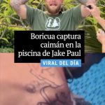 Boricua captura caimán en la piscina de Jake Paul