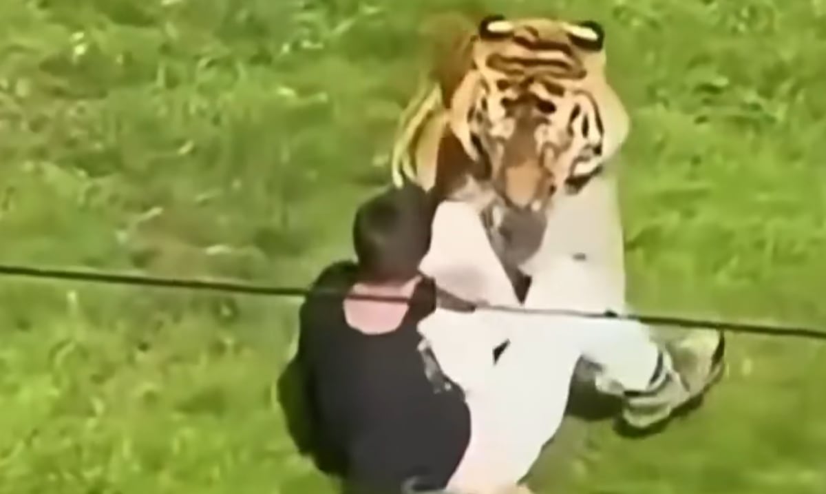 Qué va a pasar con el tigre que mató a un joven en un zoológico de Inglaterra