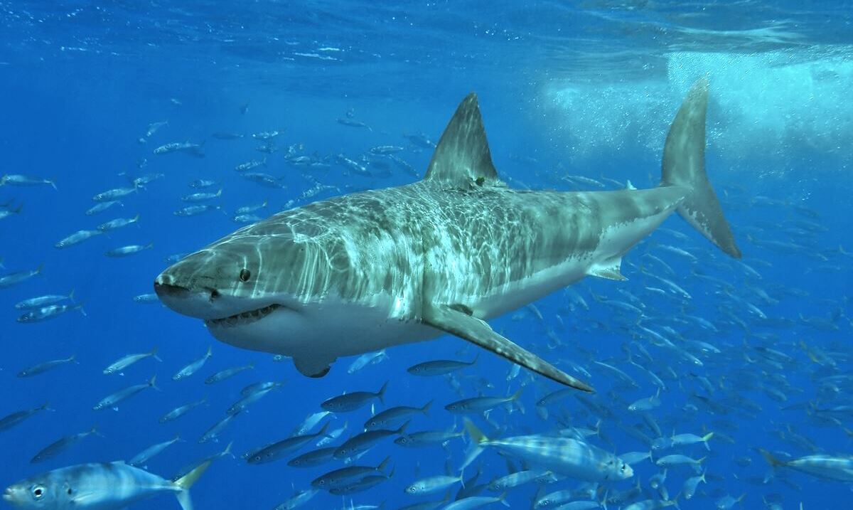 En estado crítico surfista que fue atacado por un tiburón en una playa del noreste de Australia