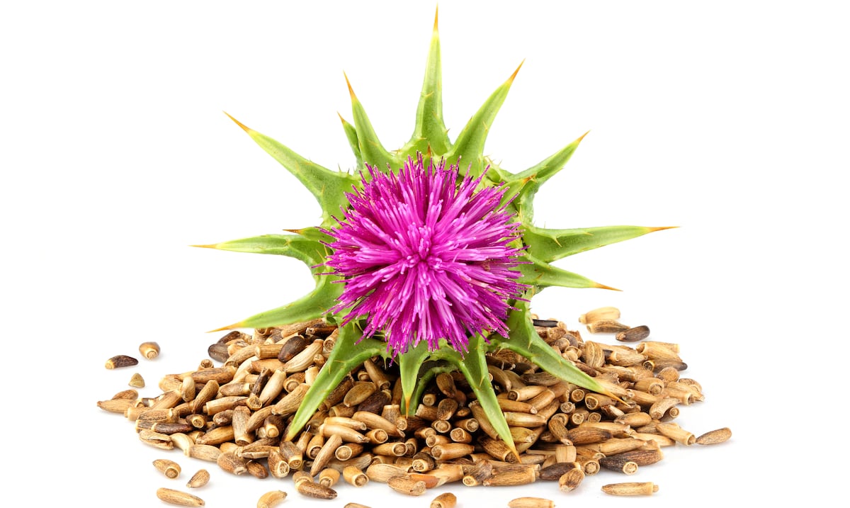 Qué es el “milk thistle” o cardo mariano y para qué sirve