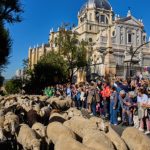 Festival en Madrid desvía a miles de ovejas para evitar la acampada de Sol
