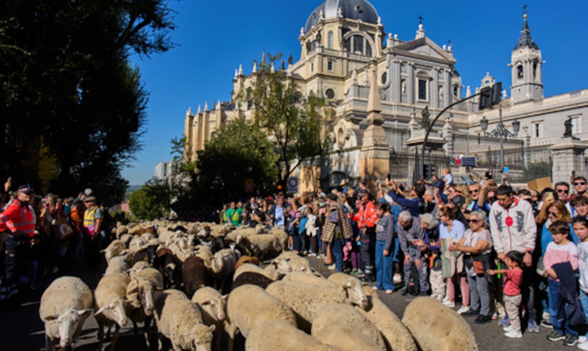 Festival en Madrid desvía a miles de ovejas para evitar la acampada de Sol